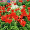 Keleti Pipacs - Papaver orientale "Eye Catcher"