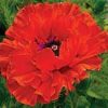 Keleti Pipacs - Papaver orientale "Eye Catcher"