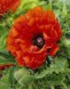 Keleti Pipacs - Papaver orientale "Eye Catcher"