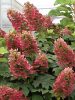 Tölgylevelű hortenzia - Hydrangea quercifolia "Ruby Slippers" - K5