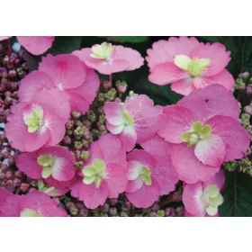   Fűrészeslevelű hortenzia - "Cotton Candy" - Hydrangea Serrata