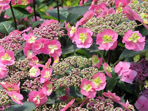 Fűrészeslevelű hortenzia - "Cotton Candy" - Hydrangea Serrata
