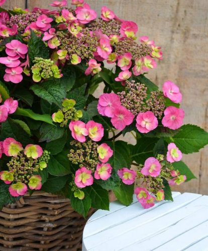 Fűrészeslevelű hortenzia - "Cotton Candy" - Hydrangea Serrata