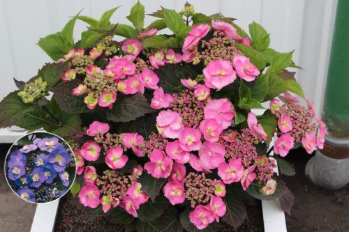 Fűrészeslevelű hortenzia - "Cotton Candy" - Hydrangea Serrata