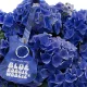 Kerti hortenzia - Hydrangea macrophylla "Music Collectio Blue Boogie Woogie" K5