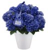 Kerti hortenzia - Hydrangea macrophylla "Music Collectio Blue Boogie Woogie" K5