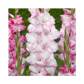 Gladiolus My Love / Kardvirág