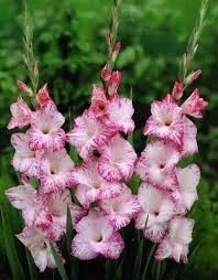 Gladiolus My Love / Kardvirág
