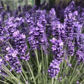 Levendula - Lavandula angustifolia "Hidcote"