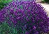 Levendula - Lavandula angustifolia "Hidcote"