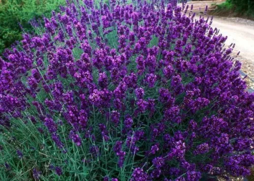 Levendula - Lavandula angustifolia "Hidcote"