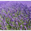 Levendula - Lavandula angustifolia "Hidcote"
