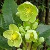 Hunyor - Helleborus argutifolius 'Silver Lace'