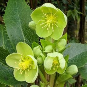 Hunyor - Helleborus argutifolius 'Silver Lace'