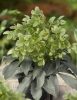 Hunyor - Helleborus argutifolius 'Silver Lace'