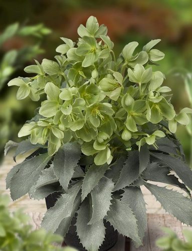 Hunyor - Helleborus argutifolius 'Silver Lace'