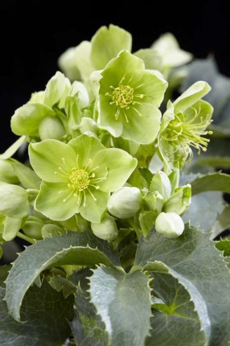 Hunyor - Helleborus argutifolius 'Silver Lace'
