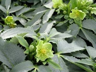 Hunyor - Helleborus argutifolius 'Silver Lace'