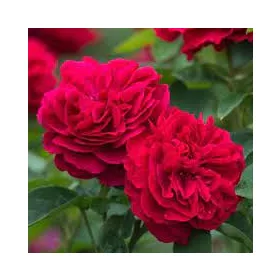 Futórózsa - Rosa Romantic Queen