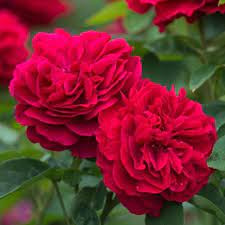 Futórózsa - Rosa Romantic Queen