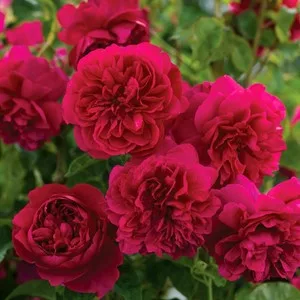 Futórózsa - Rosa Romantic Queen