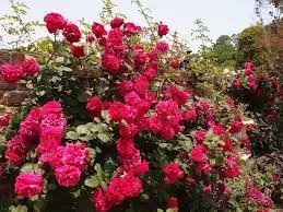 Futórózsa - Rosa Romantic Queen