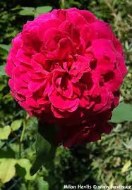Futórózsa - Rosa Romantic Queen