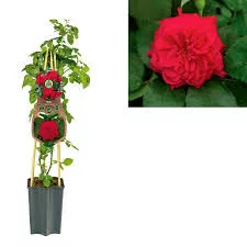 Futórózsa - Rosa Romantic Queen