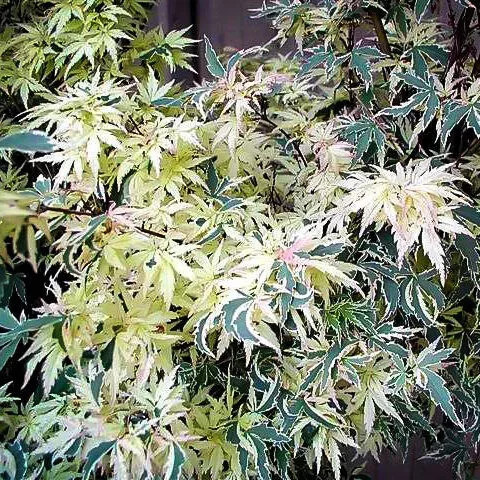 Japán juhar - Acer palmatum "Butterfly" K3