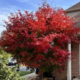   Japán juhar - Acer × pseudosieboldianum "North Wind" (Jack Frost® sorozat) - K3