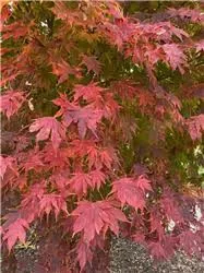 Japán juhar - Acer × pseudosieboldianum "North Wind" (Jack Frost® sorozat) - K3