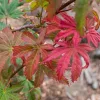 Japán juhar - Acer × pseudosieboldianum "North Wind" (Jack Frost® sorozat) - K3