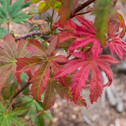Japán juhar - Acer × pseudosieboldianum "North Wind" (Jack Frost® sorozat) - K3