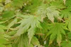 Japán juhar - Acer × pseudosieboldianum "North Wind" (Jack Frost® sorozat) - K3