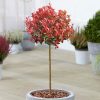 Törzses korallberkenye - Photinia fraseri "Carré Rouge" - Törzs 60 cm
