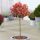 Törzses korallberkenye - Photinia fraseri "Carré Rouge" - Törzs 60 cm