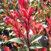 Törzses korallberkenye - Photinia fraseri "Carré Rouge" - Törzs 60 cm