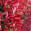 Törzses korallberkenye - Photinia fraseri "Carré Rouge" - Törzs 60 cm
