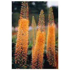   Eremurus Ruiter hybrid Cleopatra / Korbácsliliom narancssárga