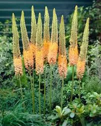 Eremurus Ruiter hybrid Cleopatra / Korbácsliliom narancssárga