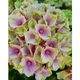   Kerti Hortenzia " Magical Amethyst pink" - Hydrangea macrophylla