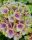 Kerti Hortenzia " Magical Amethyst pink" - Hydrangea macrophylla