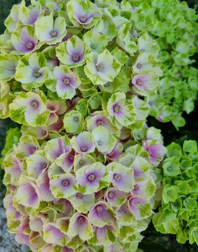 Kerti Hortenzia " Magical Amethyst pink" - Hydrangea macrophylla