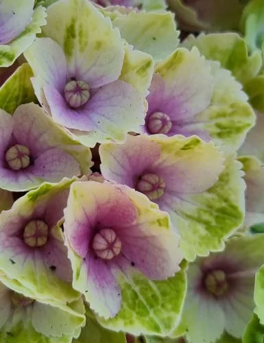 Kerti Hortenzia " Magical Amethyst pink" - Hydrangea macrophylla