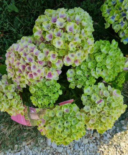 Kerti Hortenzia " Magical Amethyst pink" - Hydrangea macrophylla