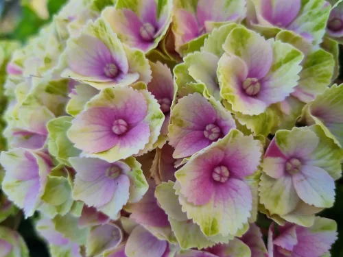 Kerti Hortenzia " Magical Amethyst pink" - Hydrangea macrophylla