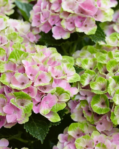 Kerti Hortenzia " Magical Amethyst pink" - Hydrangea macrophylla