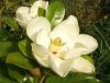 Magnolia Grandiflora "Alta" - Örökzöld magnolia
