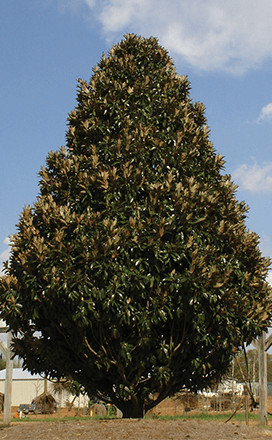 Magnolia Grandiflora "Alta" - Örökzöld magnolia