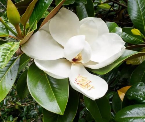 Magnolia Grandiflora "Alta" - Örökzöld magnolia